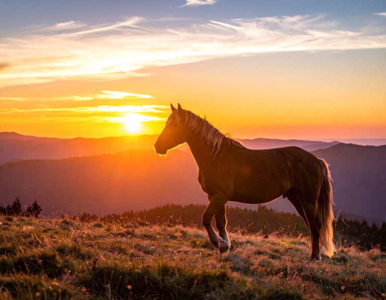 Silouhette of a chestnut horse euthanasia