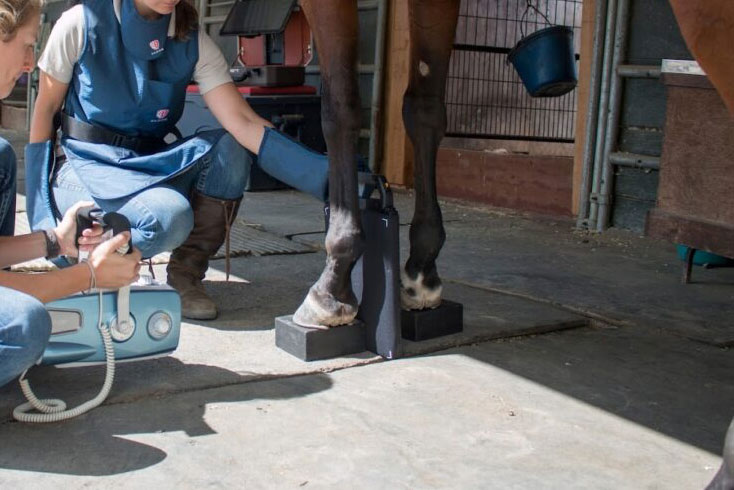 equine vets scanner second opinion