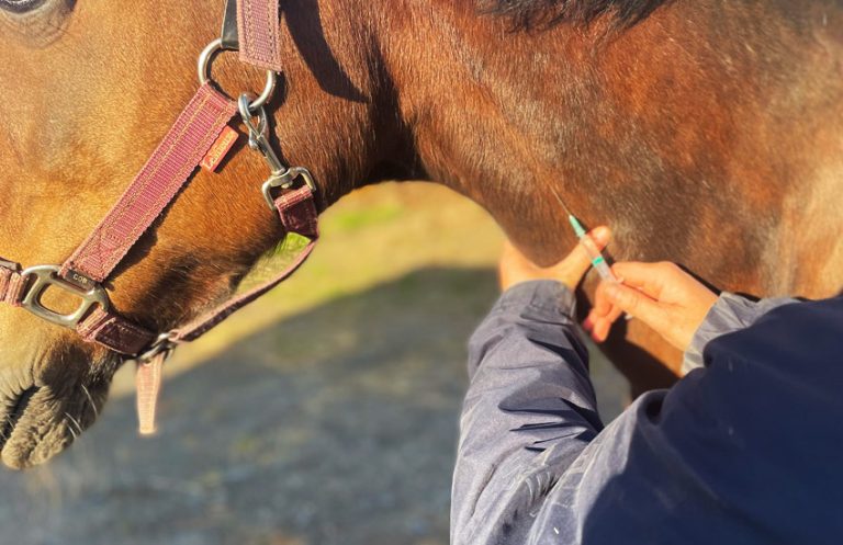 services vet emergency care