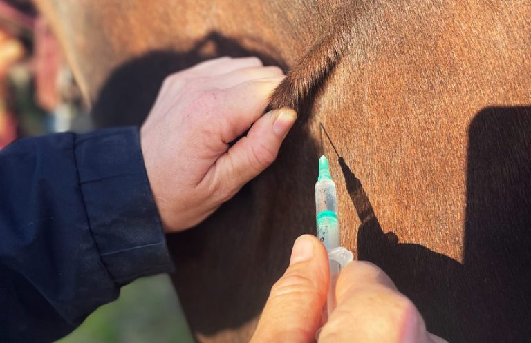 services vet vaccinations